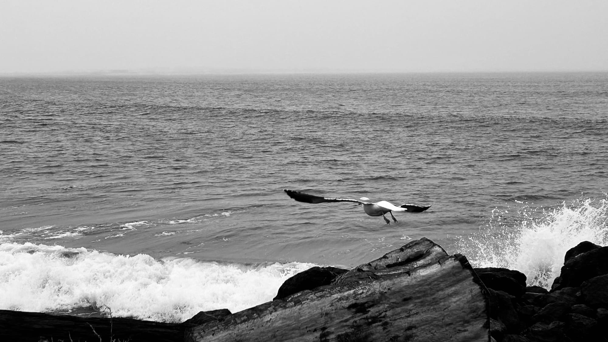 A black and white photo of a gull gracefully flies away from a rock while waves crash against it and the Pacific Ocean in the background.